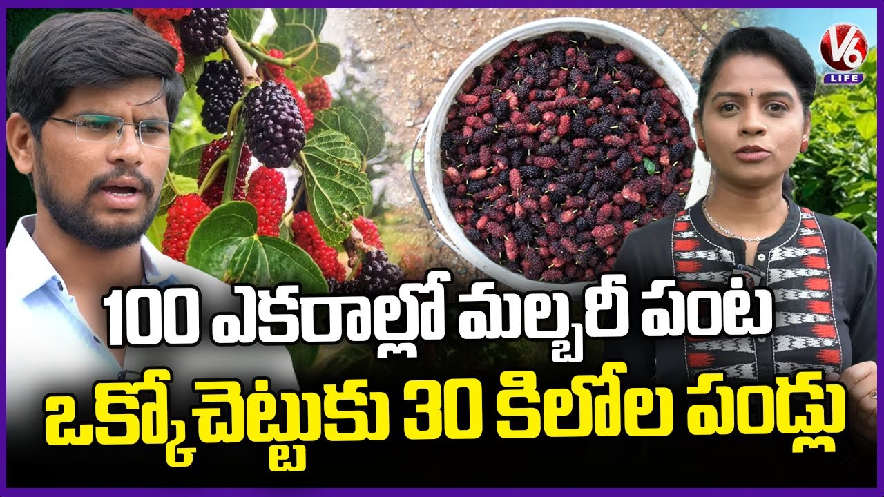 Incredible Mulberry Farming Success in Telangana : 30 Kg Fruit Per Plant  | V6 Life Exclusive