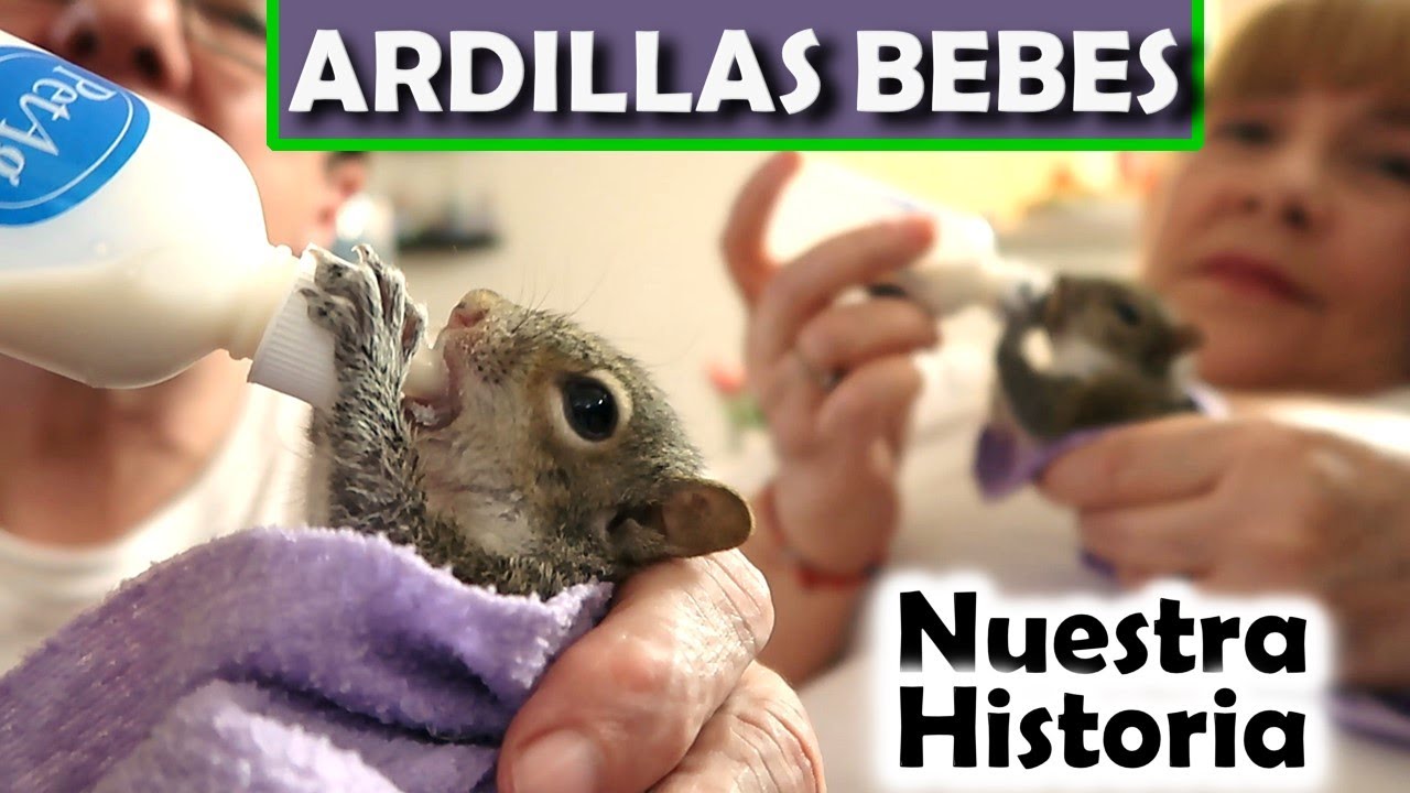 ARDILLAS BEBES***NUESTRA HISTORIA.