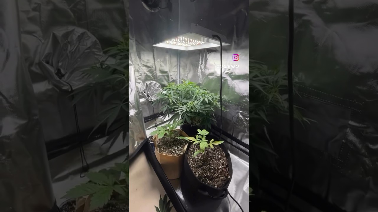Mars Hydro TS600 keeping the grow perpetual 🤙🏽 not bad for a 100w light