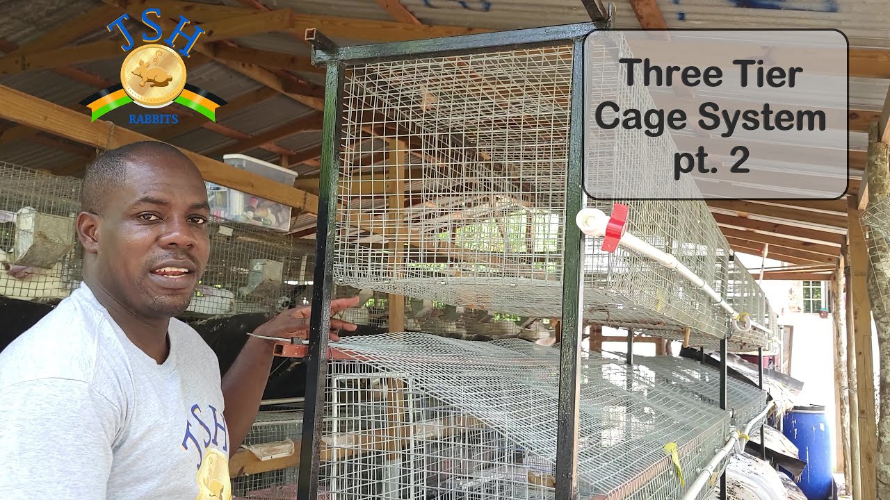 Jamaica Rabbit Farming: Three Tier Cage System Pt. 2