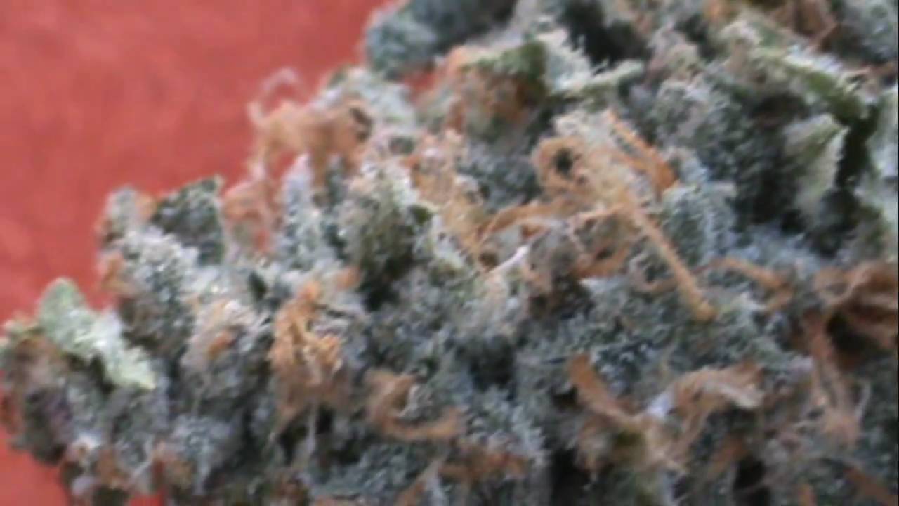 SOURKUSH CURED VIDEO / SLIDESHOW