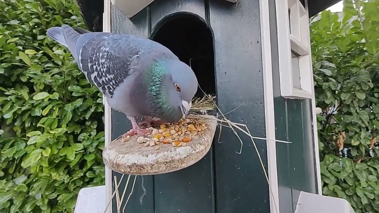De Tamme Leidse Duif is 6 maanden oud; een update.