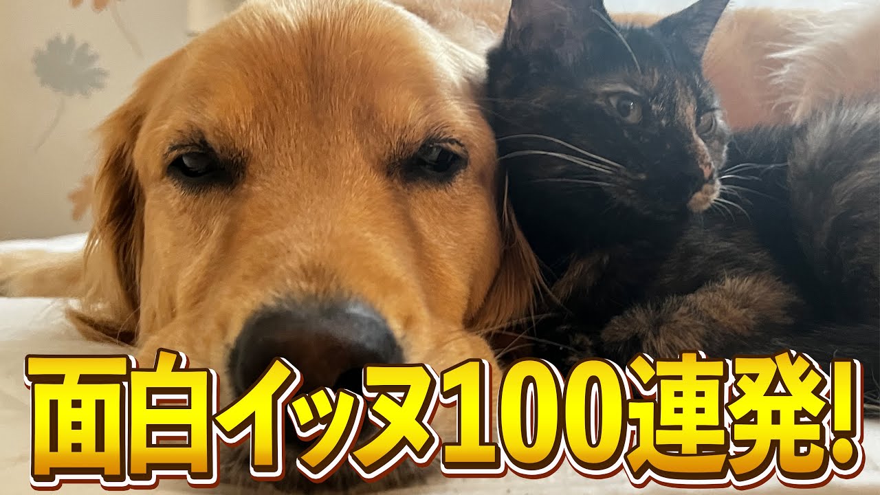 【ゴールデンレトリバー】ツッコミどころ満載！おもしろ犬動画集wwww【爆笑イッヌ100連発】