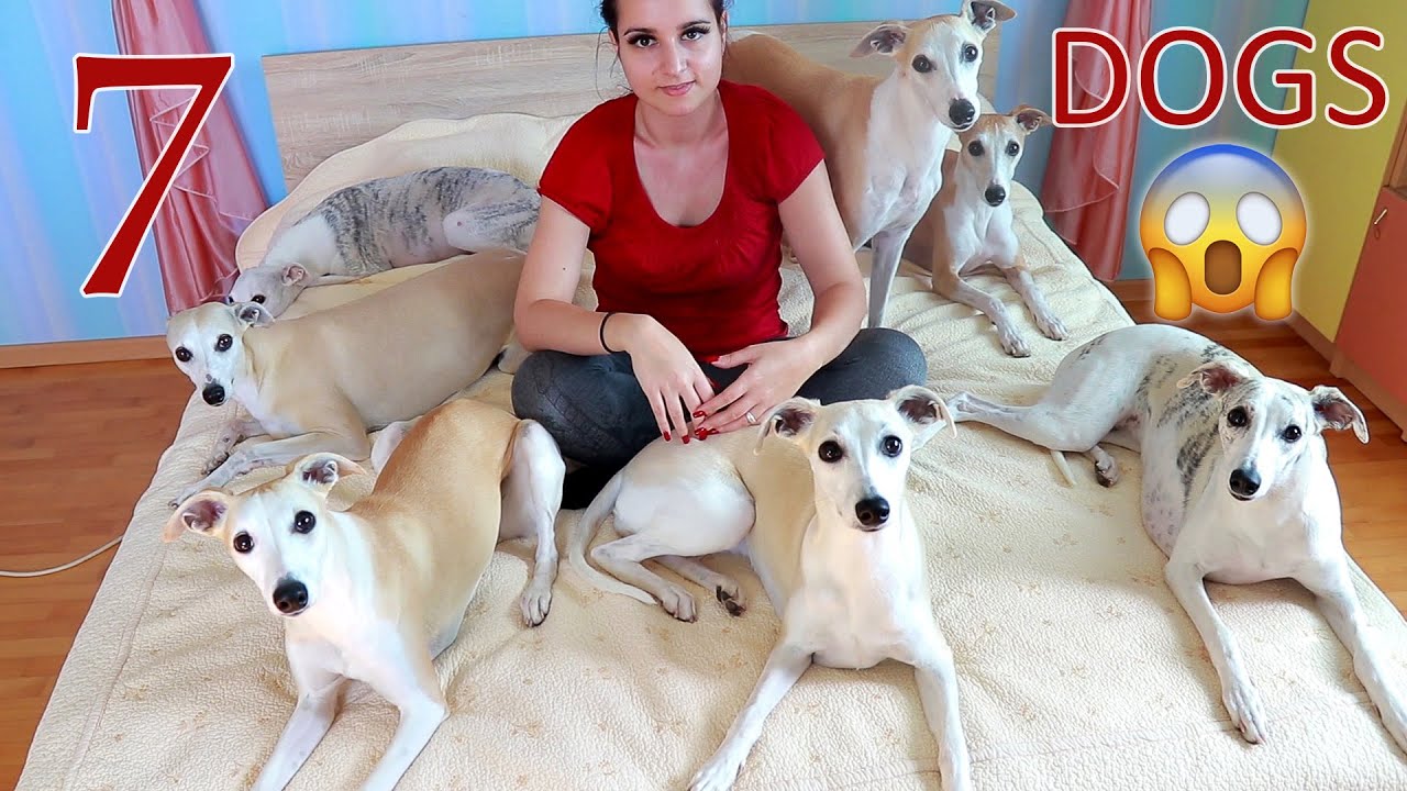 Life with 7 dogs - What my Whippets do in a day