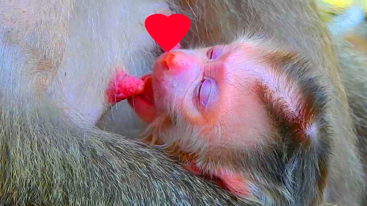 Congratulation to Libby gave birth her cutie newborn safely, Libby finally gave birth her newborn