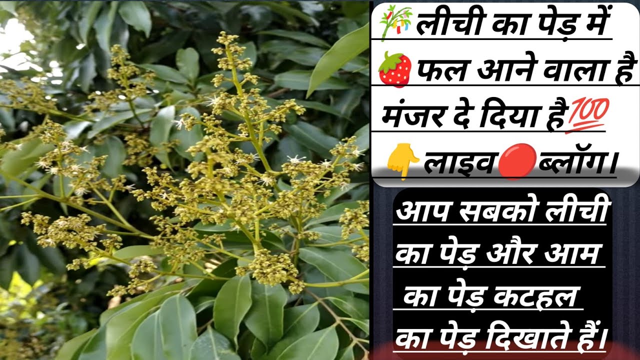 मेरा लाइभ🔴में जुड़िए आप लोग। पेड़ पौधा दिखाएंगे आप लोगों को।