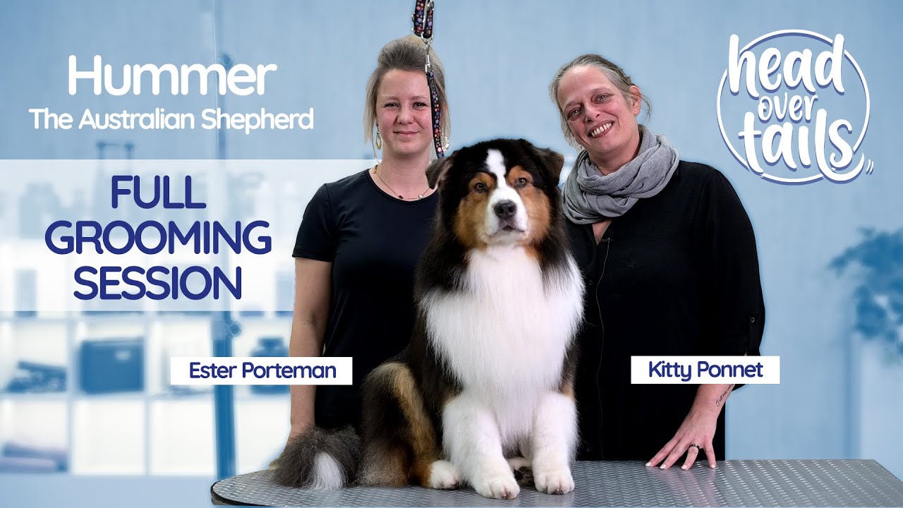 Ester & Hummer’s Full Australian Shepherd Grooming Session |  Head Over Tails