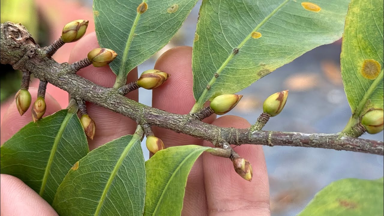 Thời điểm an toàn bón phân cho những cây mai nụ to, trấu đen, dễ nở. 