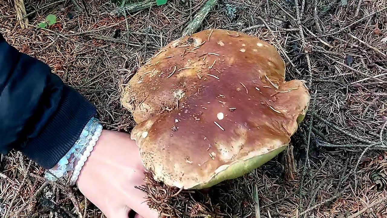 Celý víkend na houbách! Krásné hřiby, první václavky, obří lišky...#houby #houbaření #mushrooms