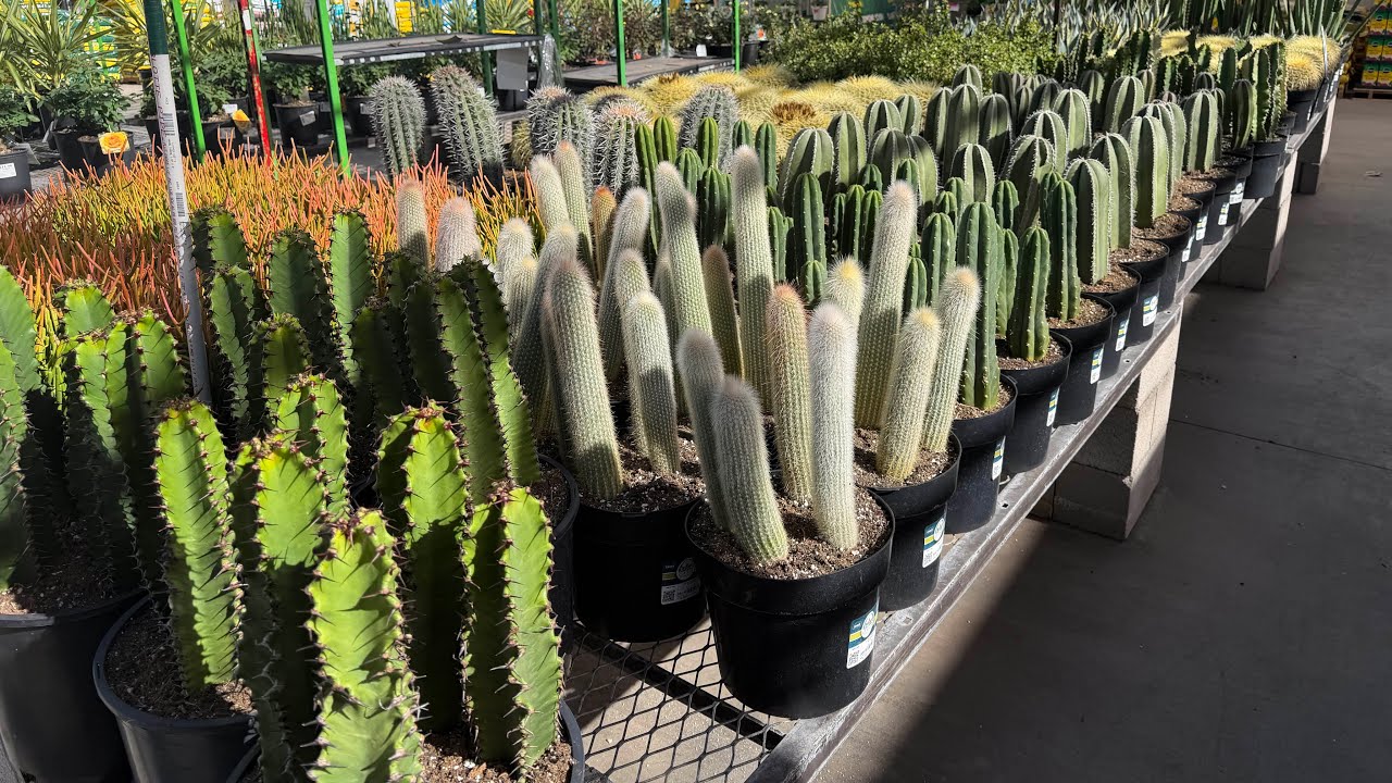 LOWE’S CACTUS AND SUCCULENT PLANT SHOPPING TOUR. 2026 FIRST LOAD LAS VEGAS #cactus #plants #shopping