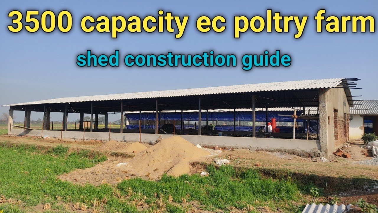 poltry farm shed - Low cost & hight output | ec poltry farm shed construction guide