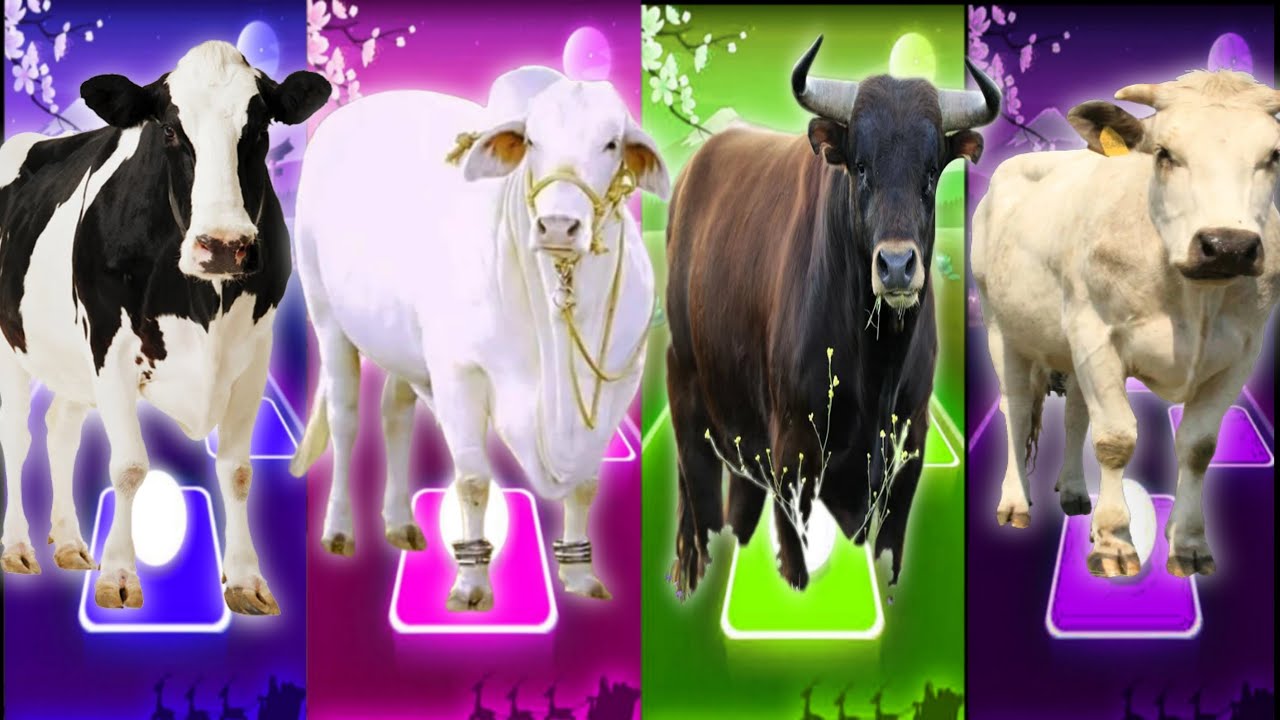 Funny Cows friends with battle Coffen Danse Tiles hop