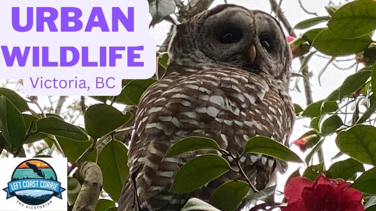 Urban Wildlife in and around Victoria, BC Canada