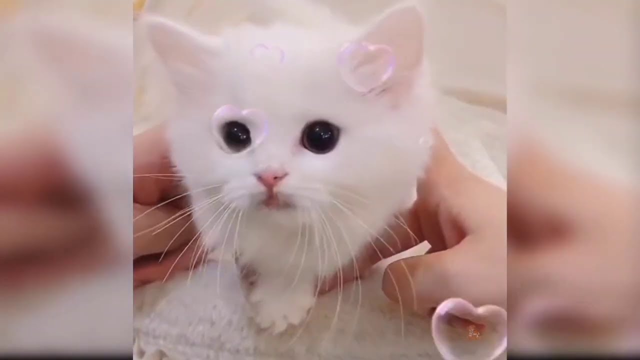 Cat Maw Maw Video 2020 | New Cat Video 2020