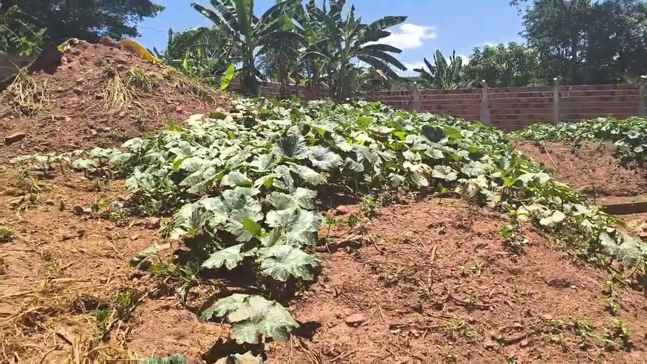 Fazendo o muro 