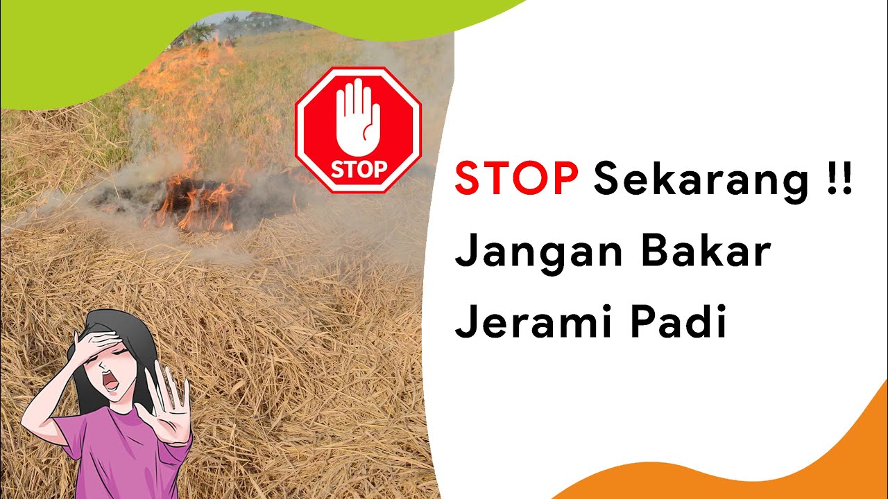 Alasan Mengapa Jerami Dilarang Dibakar! Ini Cara Tepat Mengolah Jerami Padi!