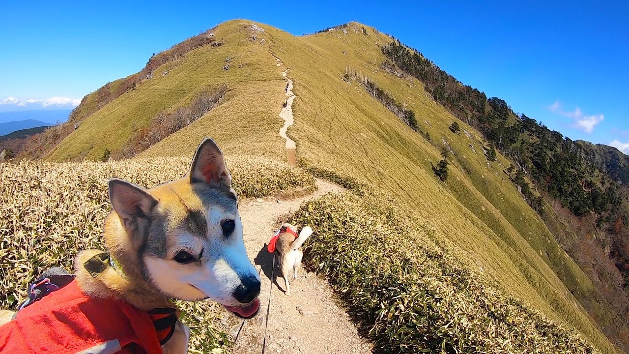 【剣山登山⛰】脾臓を摘出したとは思えないくらい元気いっぱいに山を駆け上がるむぎ氏🐕🐾
