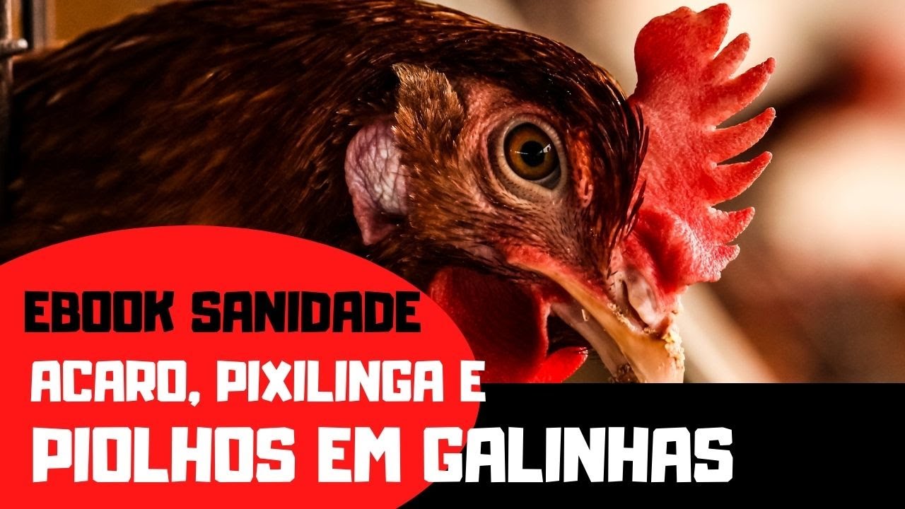 PIOLHO EM GALINHAS acaro e pixilinga em galinhas | EBOOK SANIDADE