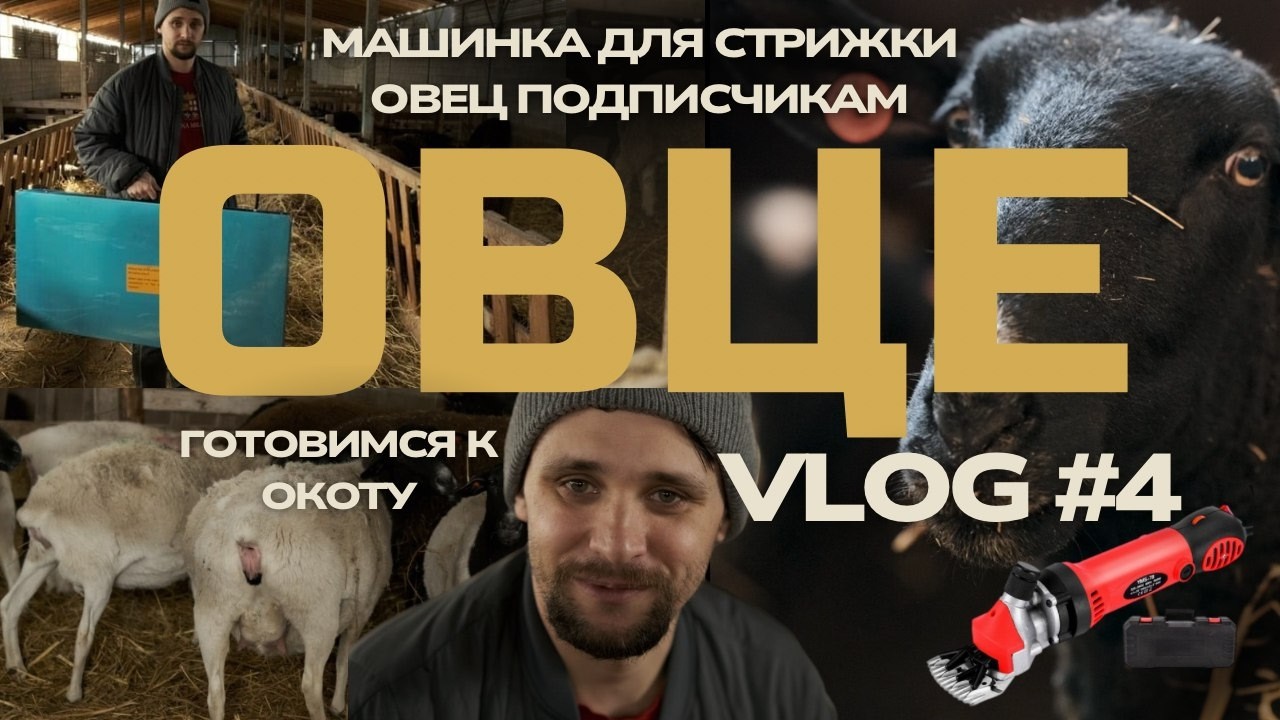 Подготовка к окоту, взвешивание ягнят, купил сено 🎁 Сюрприз для подписчиков| ОВЦЕ-влог №4