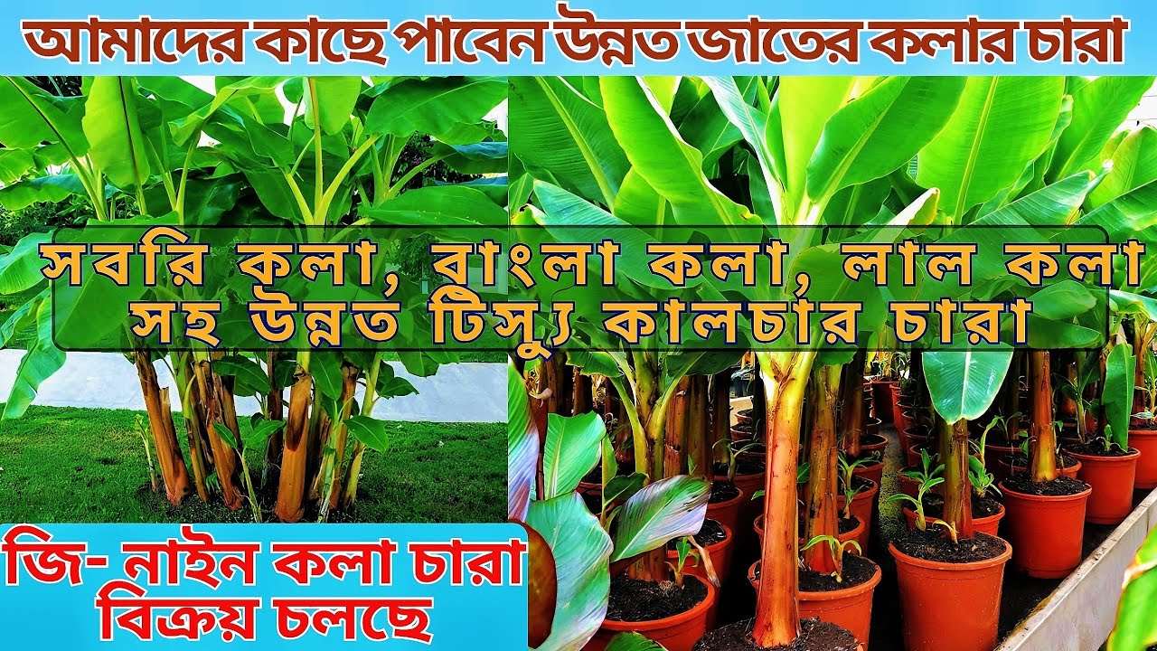 বাংলাদেশে বেস্ট কলার চারা | G9 কলা, সাগর কলা, বাড়ি-১, বাংলা কলা, সবরি কলা | Banana Plant Bangladesh