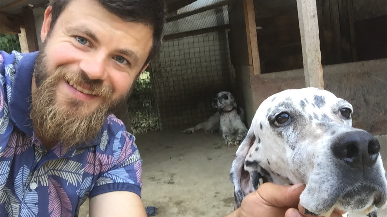 köpeklerimi tıraş ettim | Setter kafa tıraşı