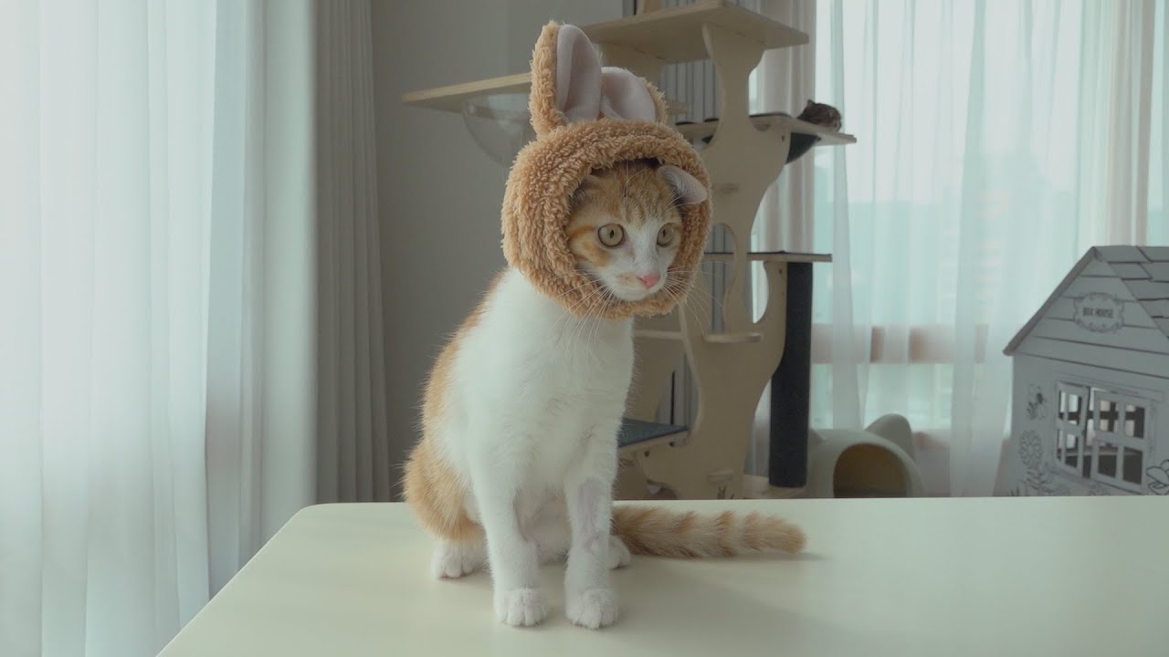 가슴이 웅장해지는 루루의 머리 크기(ft. 아기 고양이)
