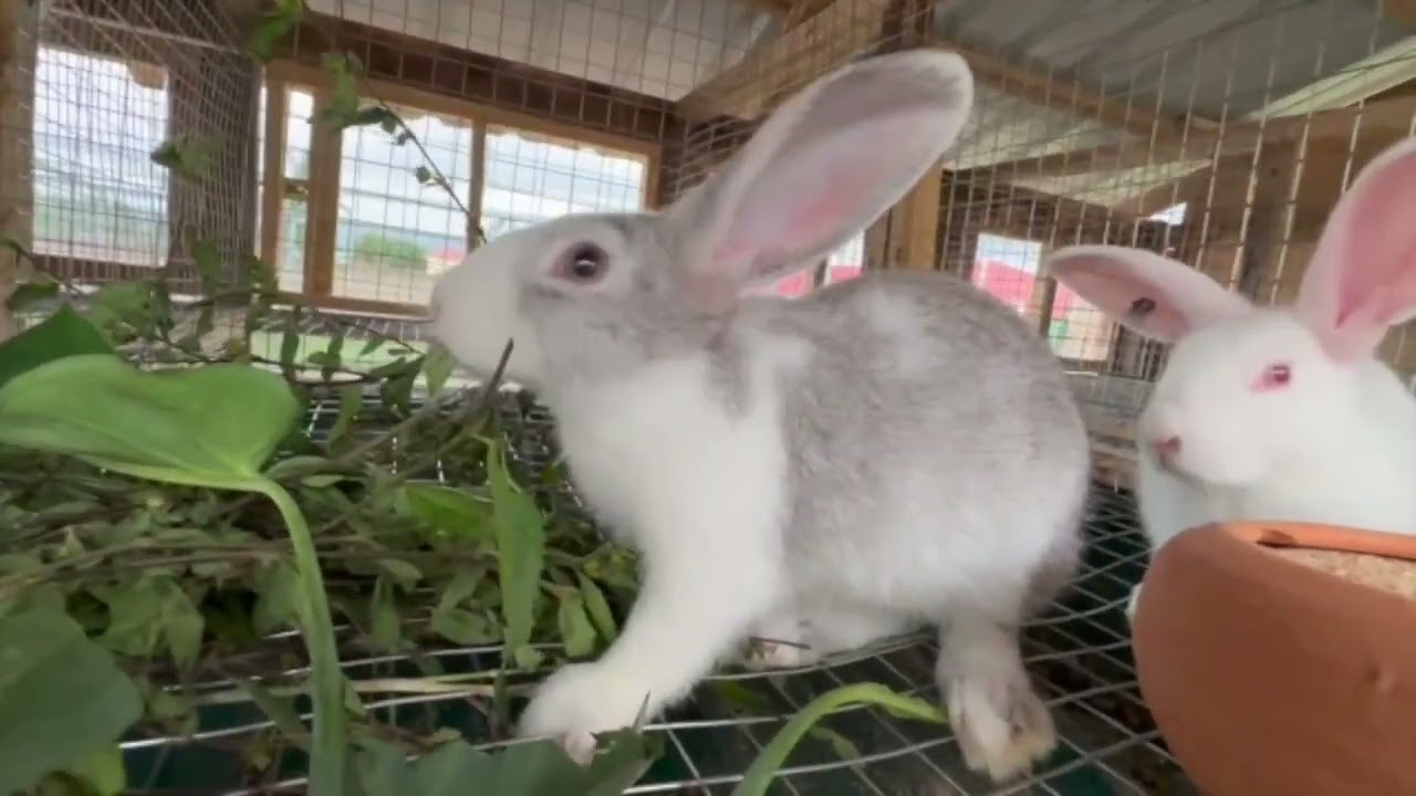 The Biggest Mistake Rabbit Farmers Make That Costs Them Money