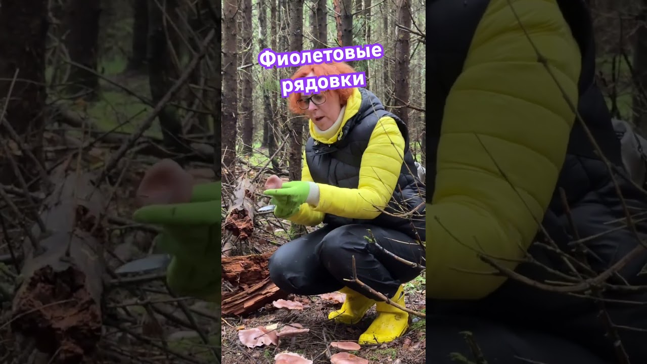 Фиолетовые рядовки в октябре #russia #грибы #грибочки #mashroom #собираемгрибы