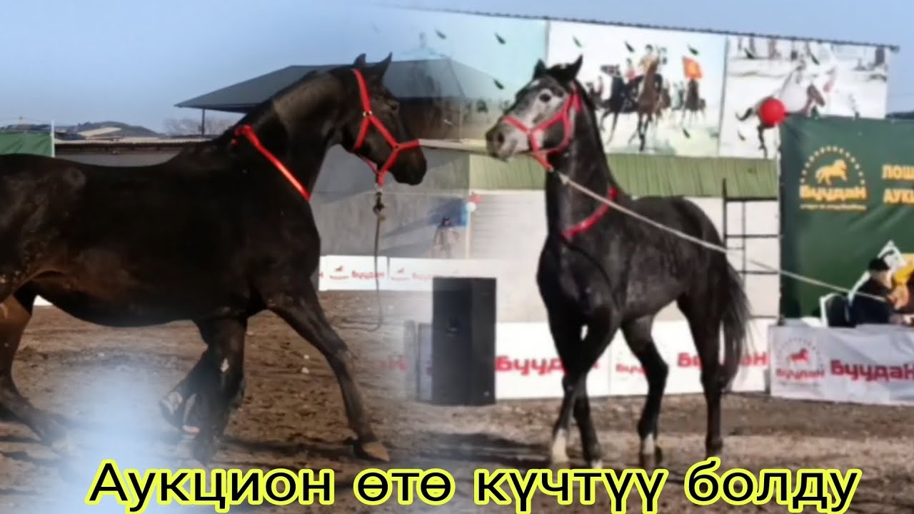 Бишкекте Аукциондон узунду 7 январь