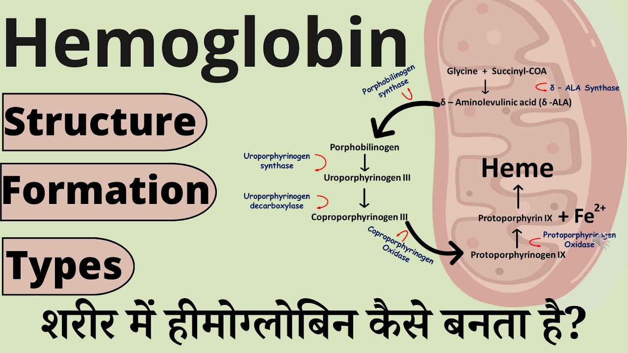 Hemoglobin synthesis (Formation of Hemoglobin), Structure of hemoglobin & Types of hemoglobin (Hb)