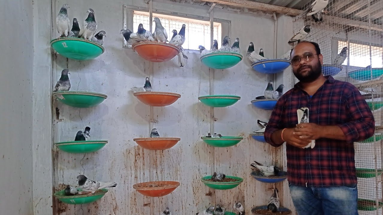 Голубь Рампури || Голубь Рампури || чистый голубь Рампури