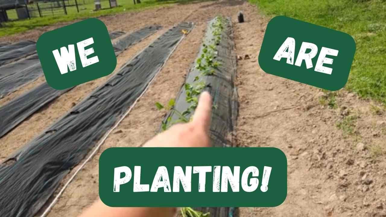 The Day Has Come! | Time to plant in the BIG garden!