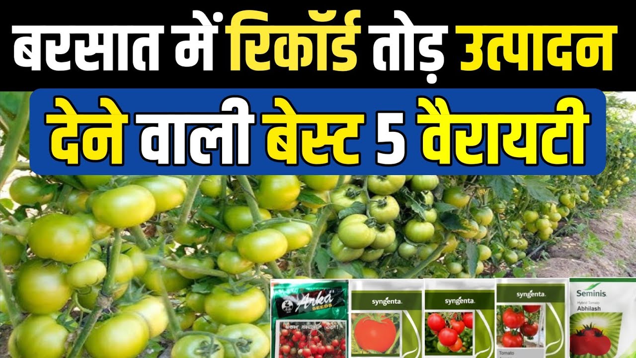 बरसती टमाटर की बेस्ट वैरायटी | Barsaati Tamater ki best variety | Tamater ki kheti
