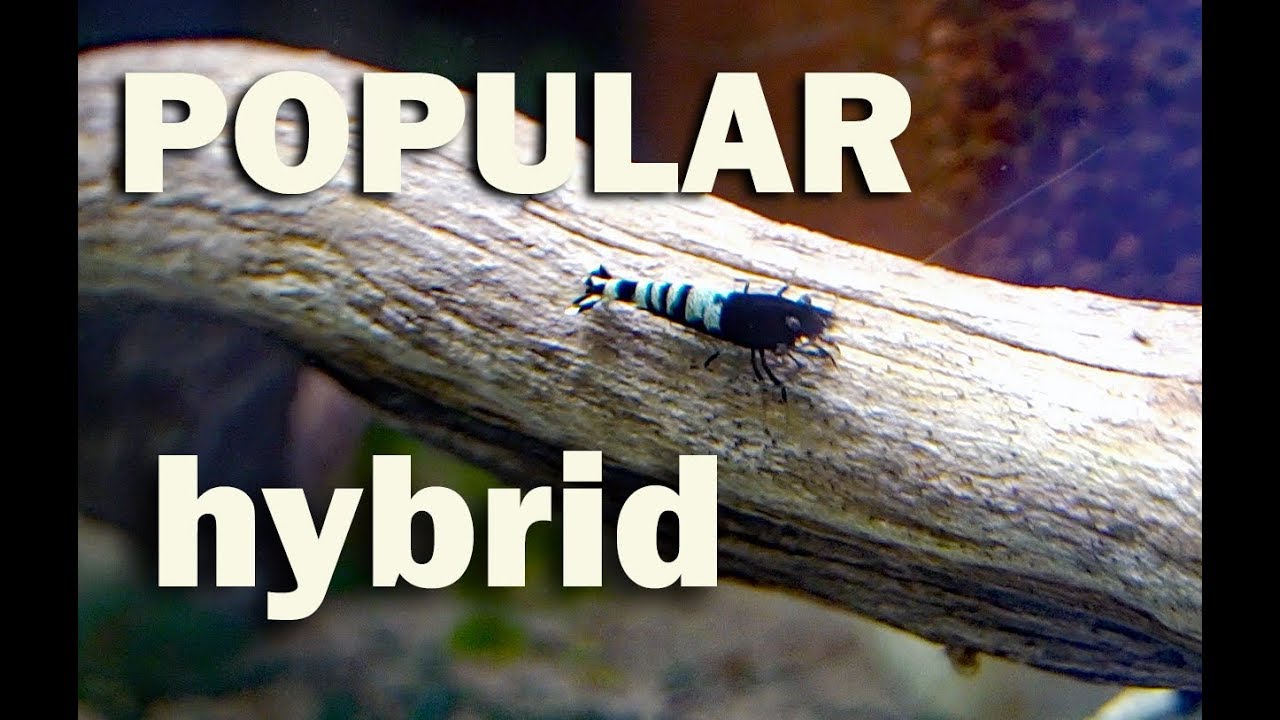 Popular Hybrid- The Pinto Shrimp