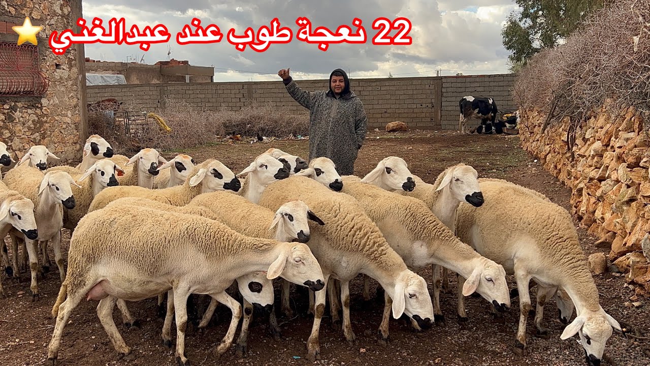 الله الله 22 نعجة عند عبدالغني معروضة للبيع