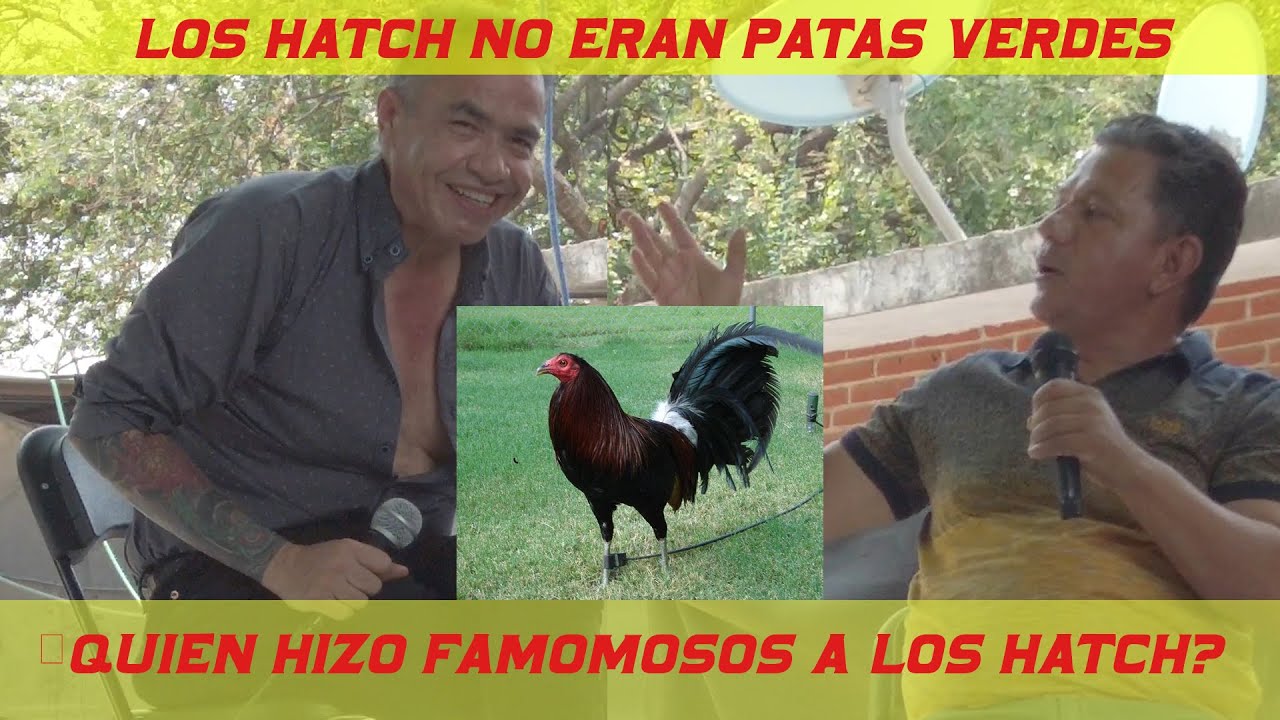 MELLO RANCH| SANFORD HATCH NO TENIA PATAS VERDES| LOS HATCH NO ERASN PATAS VERDES|