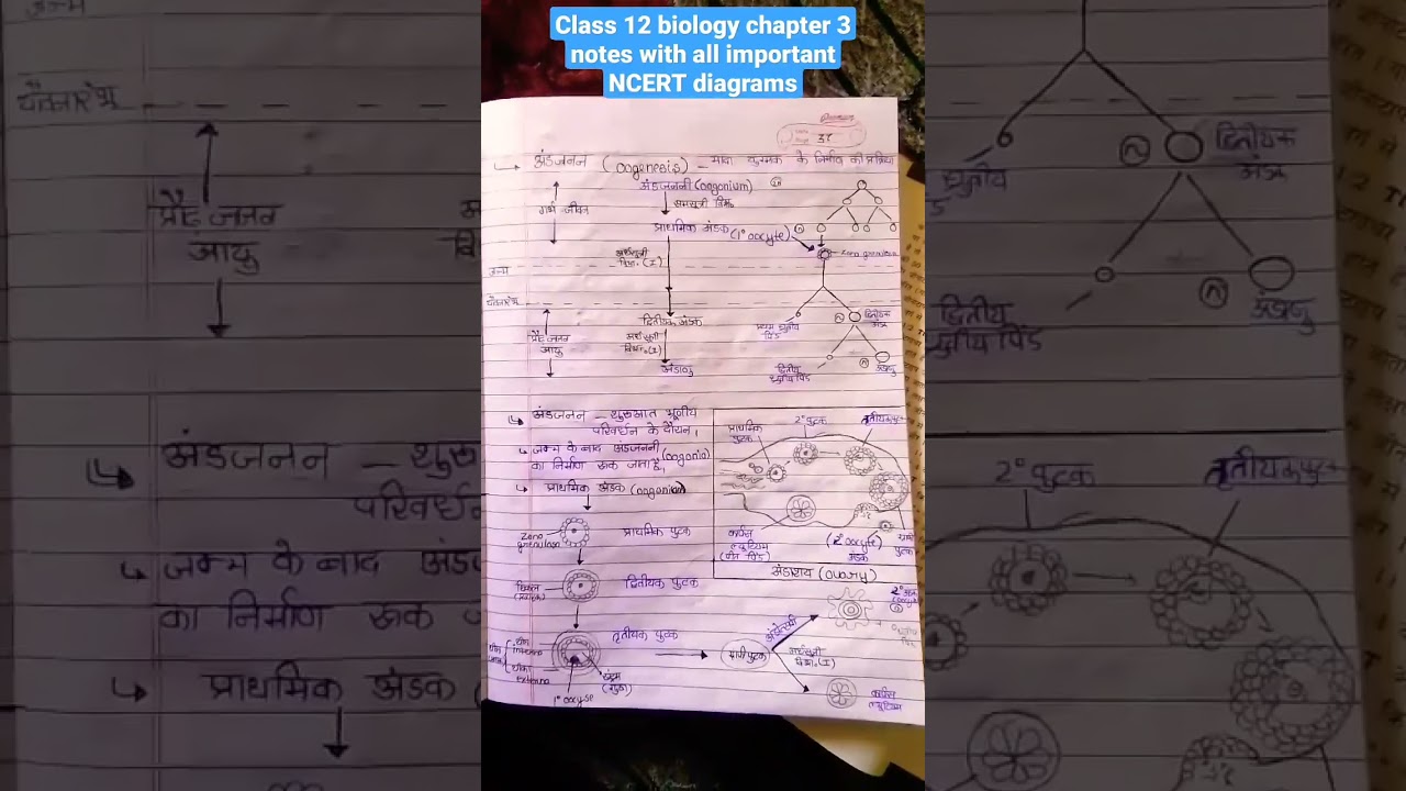 class 12 biology human reproduction notes in hindi with important diagrams #study #neetaspirant