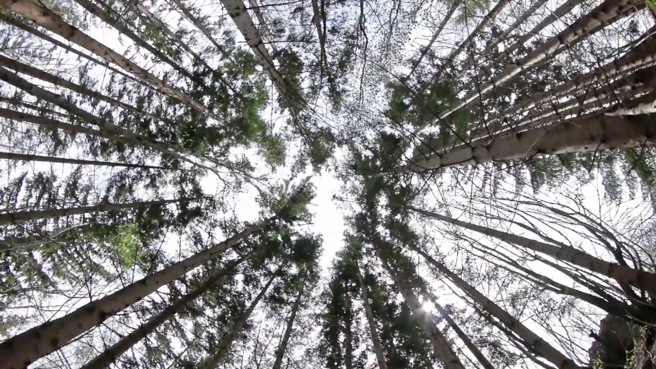 Relaxing Sound of Winter Wind Blowing Through The Spruce Forest 1 Hour