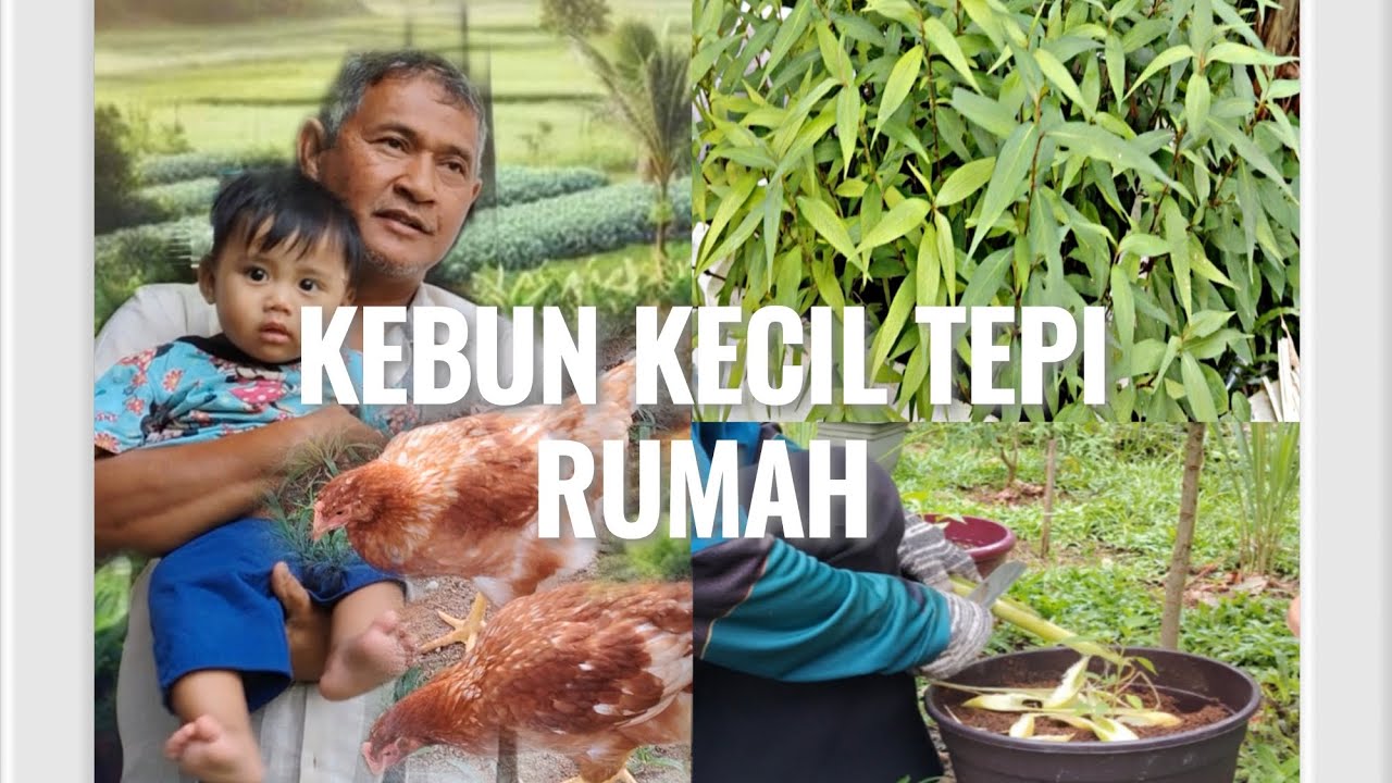 Kebun mini tepi rumah ( hasil tanaman mak ) 