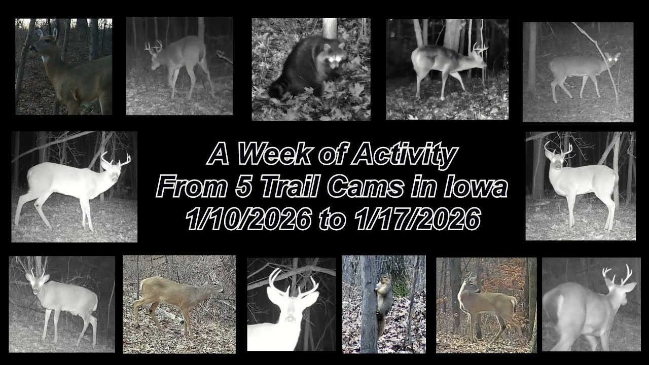 A Week of Activity from 5 Trail Cams in Iowa, 1/10/2026 to 1/17/2026