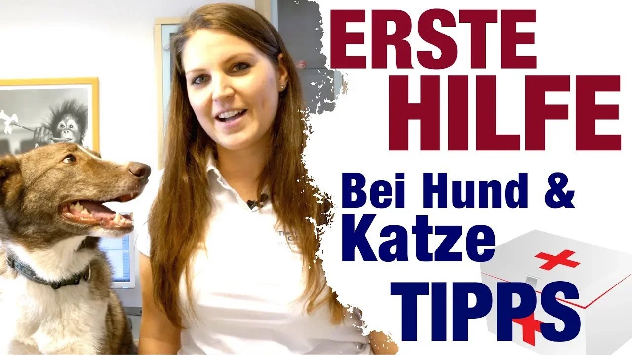 Erste Hilfe bei Hund und Katze. Dieses hilfreiche Video muss jeder Tierliebhaber sehen.
