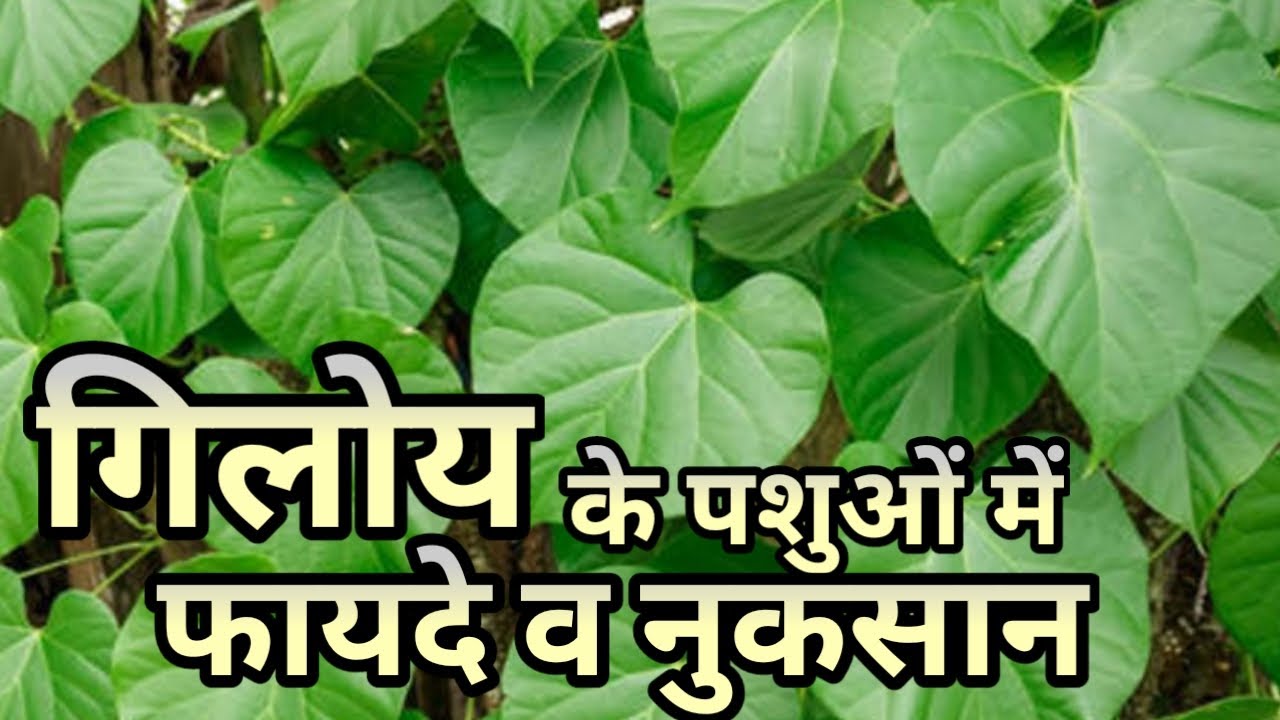 गिलोय  के पशुओं में फायदे व नुकसान