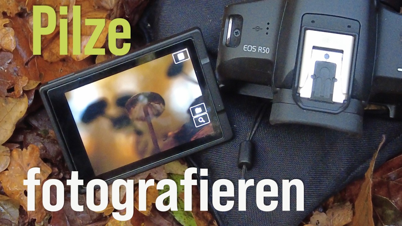 Automatisch gut? Pilze fotografieren mit dieser Kamerafunktion.