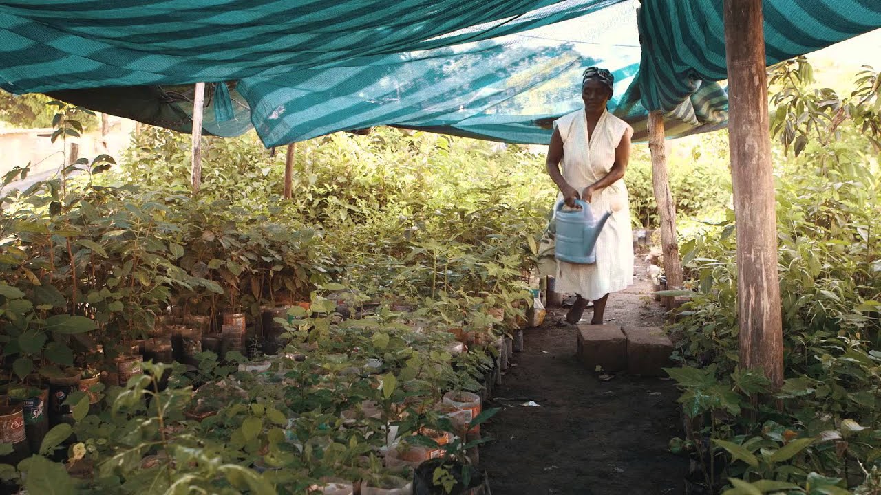 Buffelsdraai Community Reforestation Programme