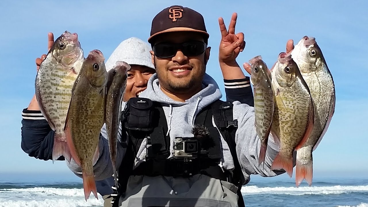Lessons from the PERCH WHISPERER! Tips to help you bag more SURFPERCH