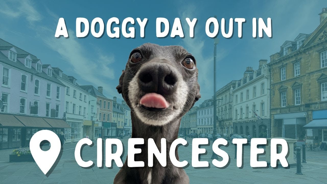 A day out in Cirencester with our whippet || VLOG || Jess the Worried Whippet