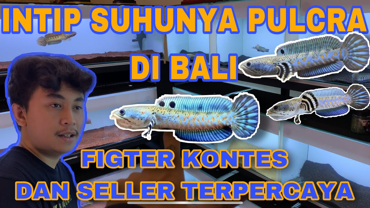 REVEW DAN BELAJAR KEPADA FIGTERNYA KONTES CHANNA PULCRA ‼️ 