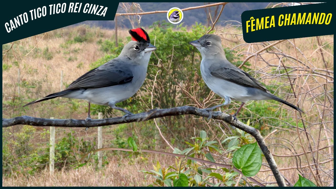 🐦 Meia Hora De Melhor Canto De Tico-Tico-Rei-Cinza Com Fêmea Chamando | Sons Da Natureza 🎶