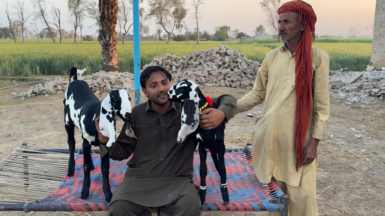 Amritsari Bakra & Bakri Price Reveal 💸 Kashmir Se Aaya Special Gift | Talha Ghouri Vlogs