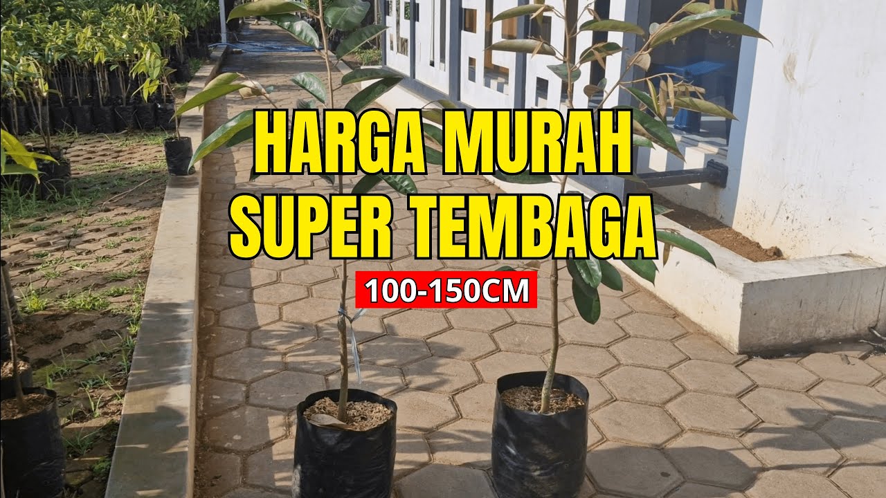 DURIAN SUPERTEMBAGA,RAJA DURIAN LOKAL INDONESIA‼️Bibit Super Tembaga di AA KADU💯Grade A 1m-1,5m✅